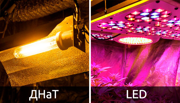 LED и ДНаТ лампы для конопли