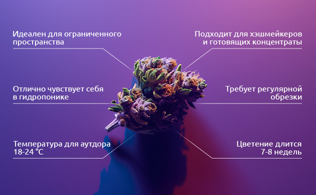 Выращивание Purple Kush: питание, обрезка и температура