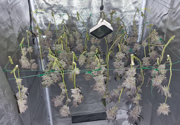 Стабильный терпеновый профиль