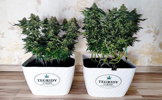 Кусты Mimosa Shot и Gorilla Zkittlez на 12 неделе