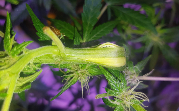 Суперкроппинг каннабиса