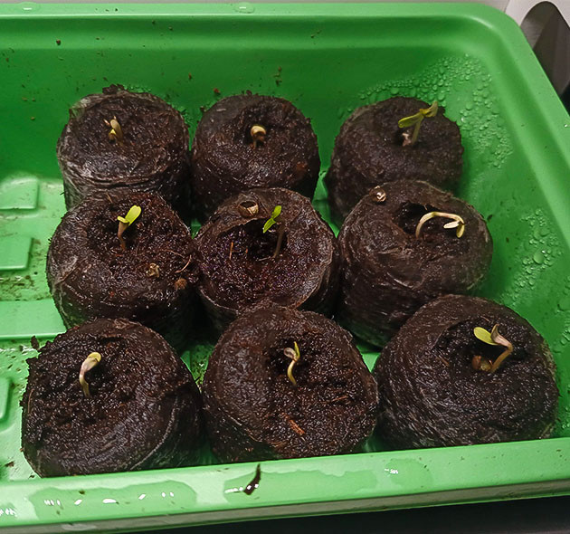 Начало грова: замачивание семян Проростки High Society: первые шаги