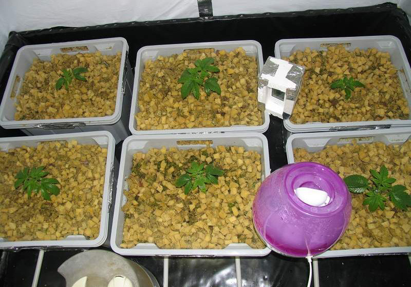 Начало периода вегетации Jack Herer на стадии вегетации