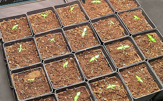 20 ростков в трехлитровых горшках