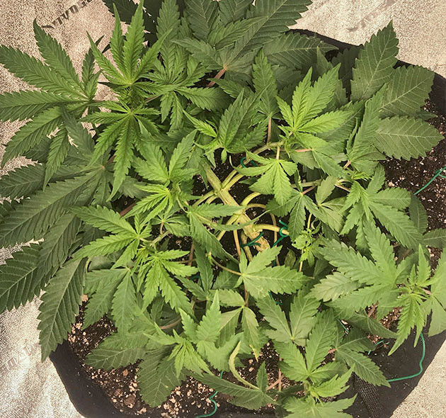 Мейн-лининг на 3 неделе выращивания Подгибание ветвей конопли