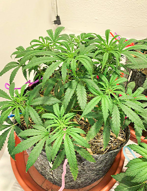 Дефолиация на пятой неделе Куст размером 26 см