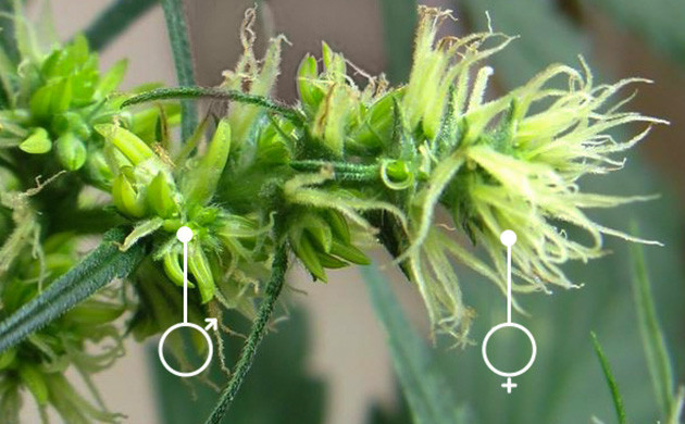 Гермафродитные растения каннабиса Нежелательные мутации конопли