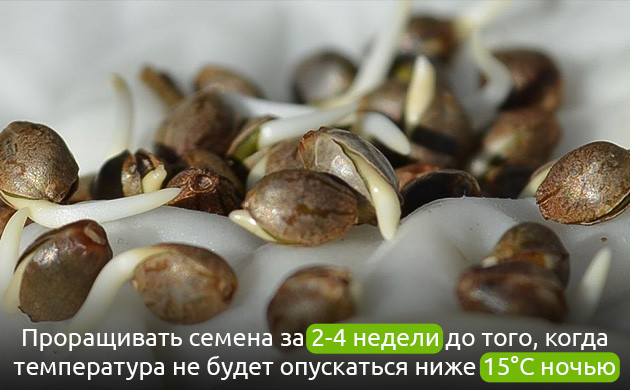 Подготовка к аутдорному грову: индор и автоцветы Старт аутдорного сезона: индор и автоцветы