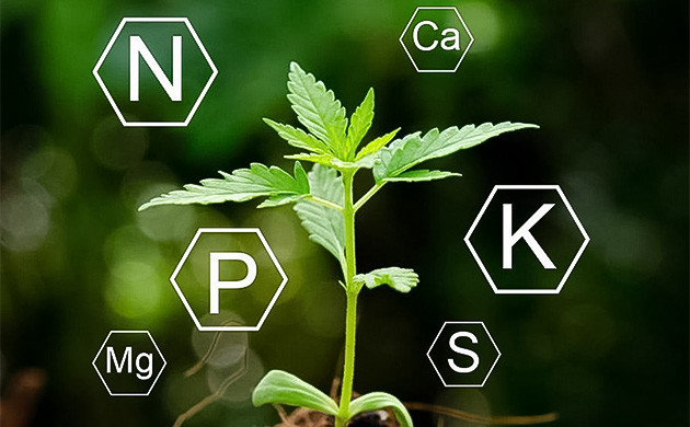 Недостаток или переизбыток элементов для конопли Недостаток или переизбыток питательных веществ каннабиса