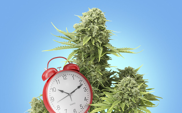 Время цветения клона Наследование времени цветения от материнского растения