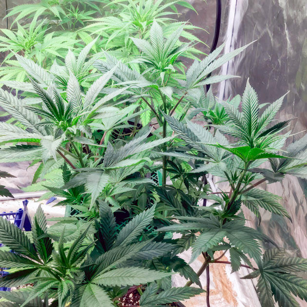 Куст Jealousy Kush fem от Seedkeepers на 5 неделе