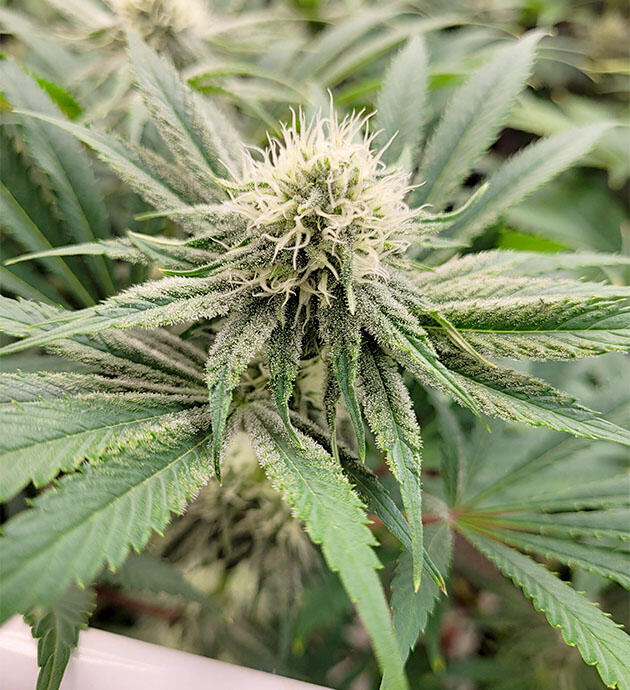 Каннабис на десятой неделе цветения в гроубоксе