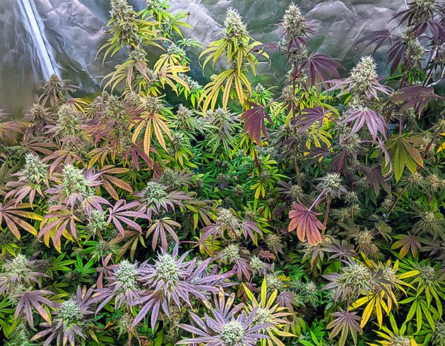 Подготовка к сбору урожая