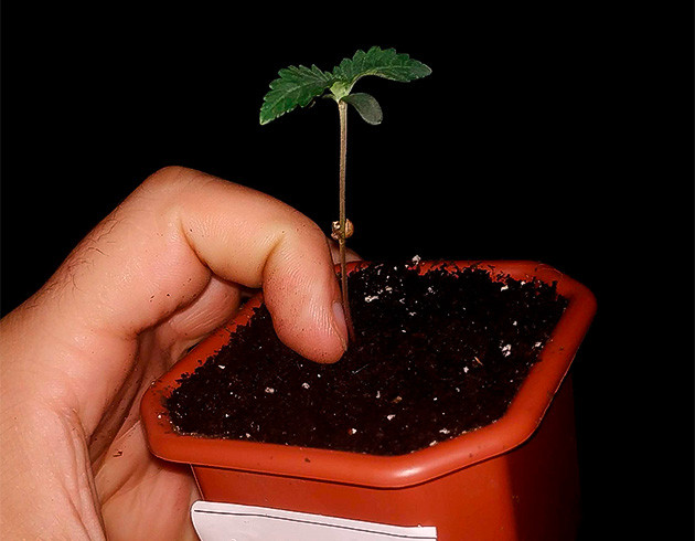 Росток Lemon Tree ростом 5 см