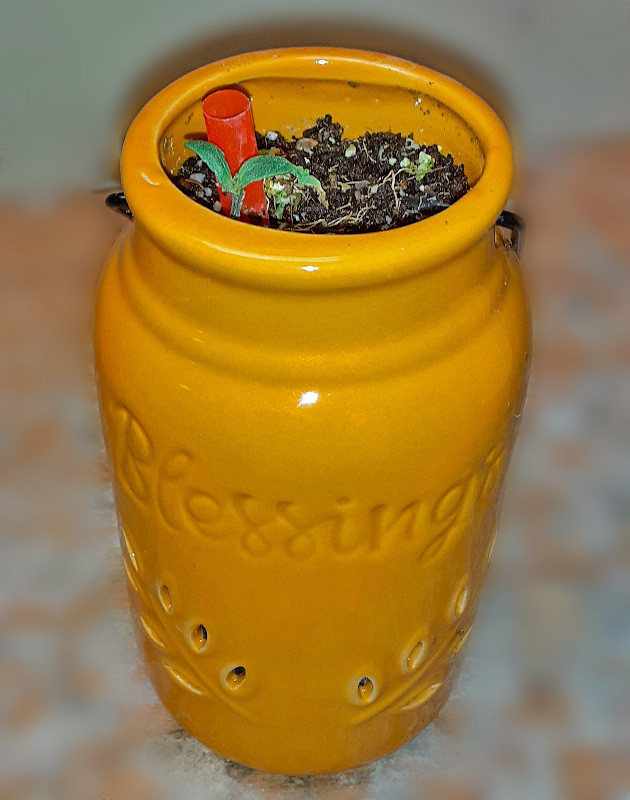 Росток Sour Diesel Auto от сидбанка Herbies Seeds