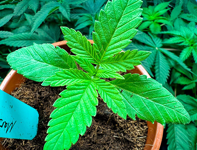 Росток Marshmallow OG от Compound Genetics на 2 неделе выращивания