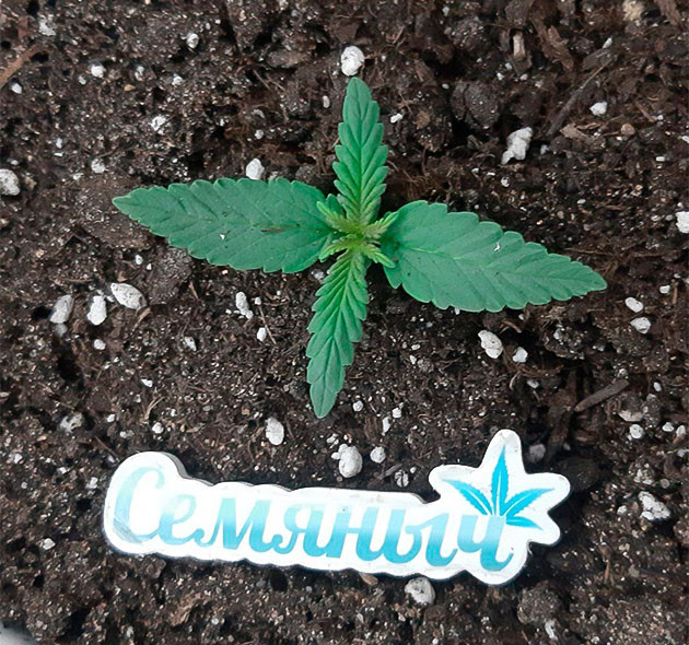 Glue Sherbet дневник по выращиванию