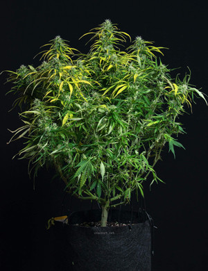 Куст Lemon AK на десятой неделе выращивания