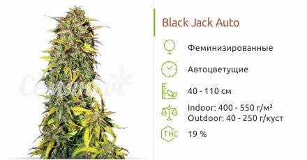 Black Jack Auto от Sweet Seeds