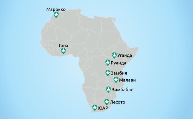Каннабис в Африке: правовые аспекты Медицинский каннабис: африканские тенденции