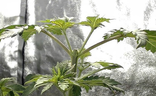 Техника топпинга для марихуаны Техника топпинга для конопли