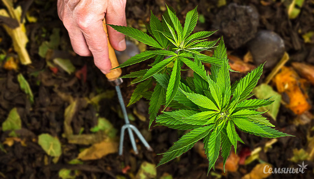 Выращивание каннабиса в аутдоре