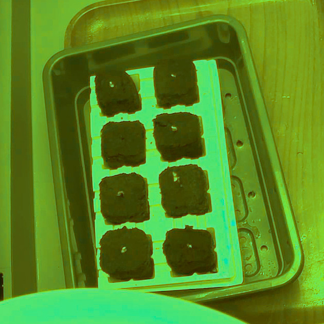 Проращивание сорта Bruce Banner #3 от Herbies Seeds