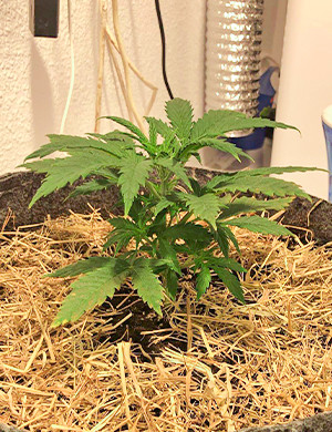 Пересадка ростка на третьей неделе Росток в гроубэге