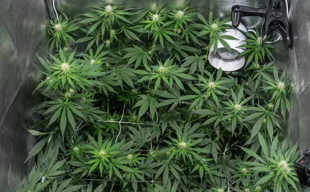 Цветение марихуаны Delicious Candy Early Version fem