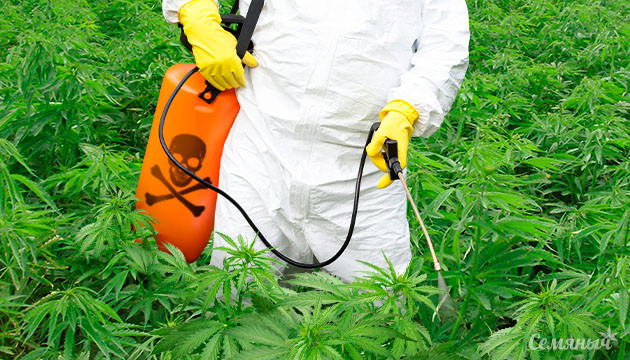 Химические пестициды при выращивании марихуаны