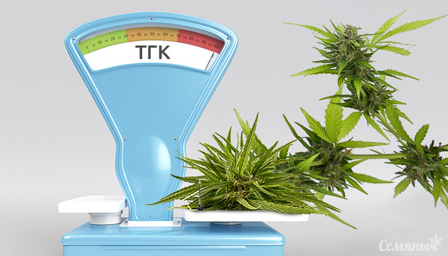 Как увеличить содержание ТГК в конопле? увеличить содержание ТГК в конопле