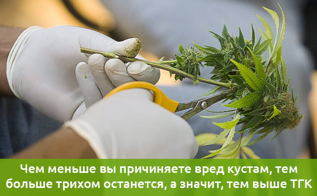 Правильный тримминг