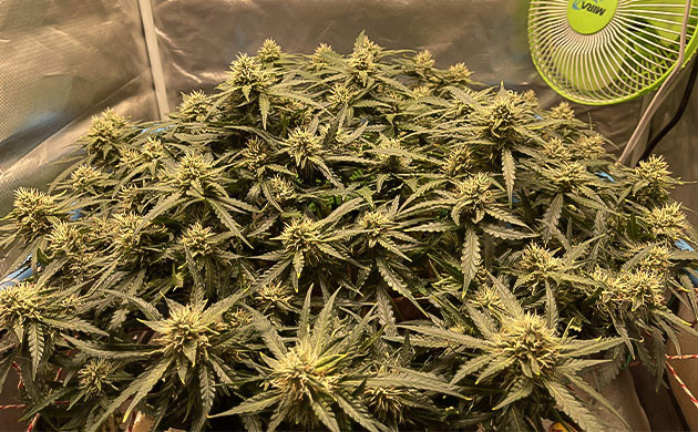 Активный набор массы шишек