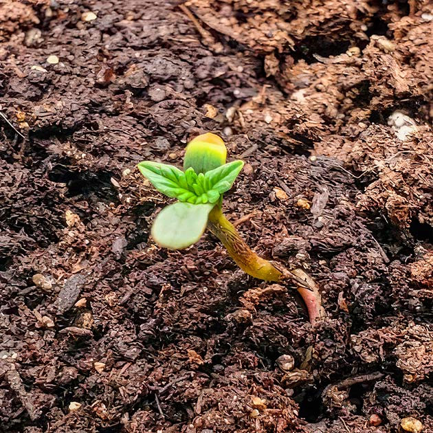 Росток сорта Humboldt Pound Cake