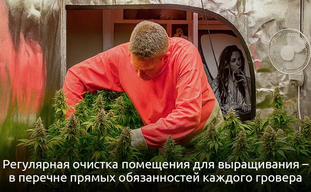 Почему чистота гроурума важна для роста конопли и высокого урожая