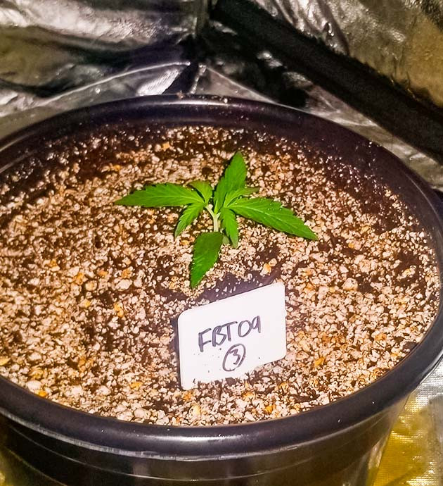 Гроурепорт сорта Original Auto Sour Diesel