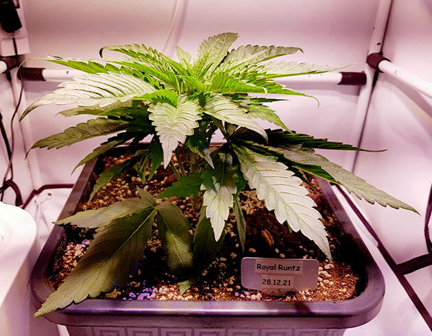 Куст конопли ростом 15 см