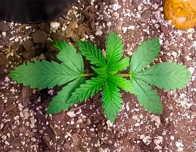 3 неделя роста каннабиса