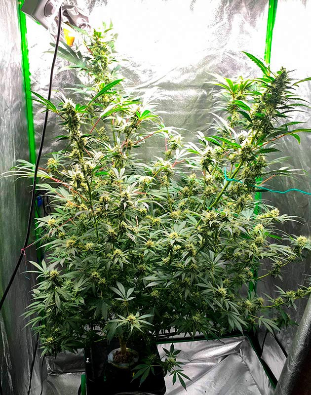 Формирование джунглей в помещении и появление бутонов Превращение помещения в джунгли и появление бутонов