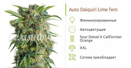 Auto Daiquiri Lime от Dutch Passion