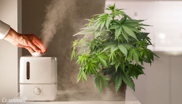 Как увлажнить соцветия конопли Увлажнение конопли