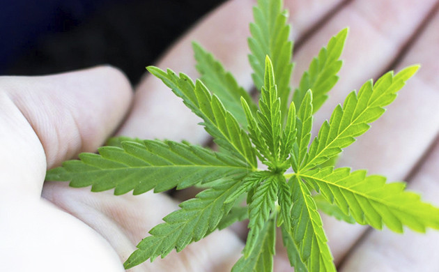 Клонирование автоцвета Росточек конопли