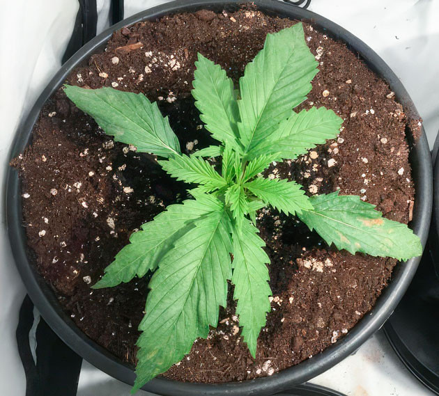 Куст Mimosa Shot от Herbies Seeds на 2 неделе