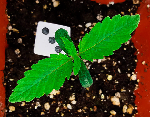 Успешное проращивание: Sour Diesel Auto показала хвостики