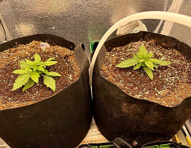 Конопля после полива