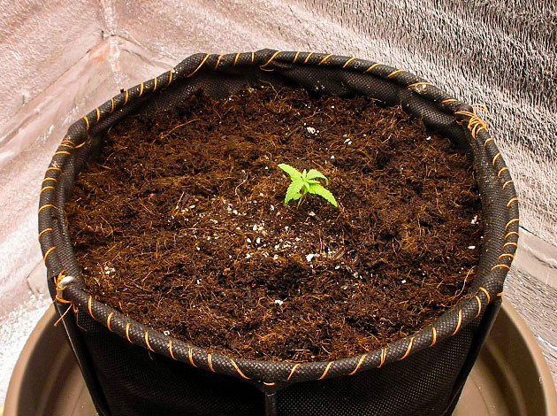 Переезд куста в большой гроубокс Росток LSD в гроубоксе