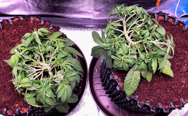 4 неделя выращивания марихуаны