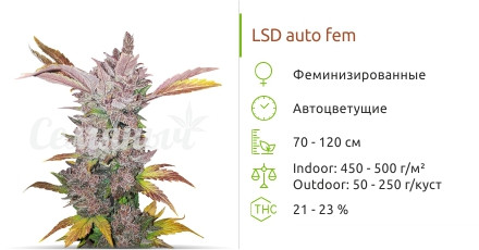 Сорт марихуаны LSD Auto LSD Auto от Семяныча