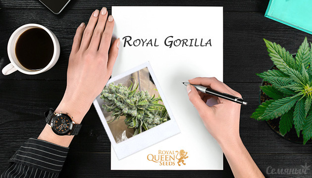 Гроурепорт сорта Royal Gorilla от Royal Queen Seeds