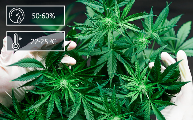 Период вегетации марихуаны Вегетационная стадия